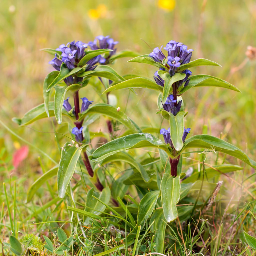 Gentiana cruciata