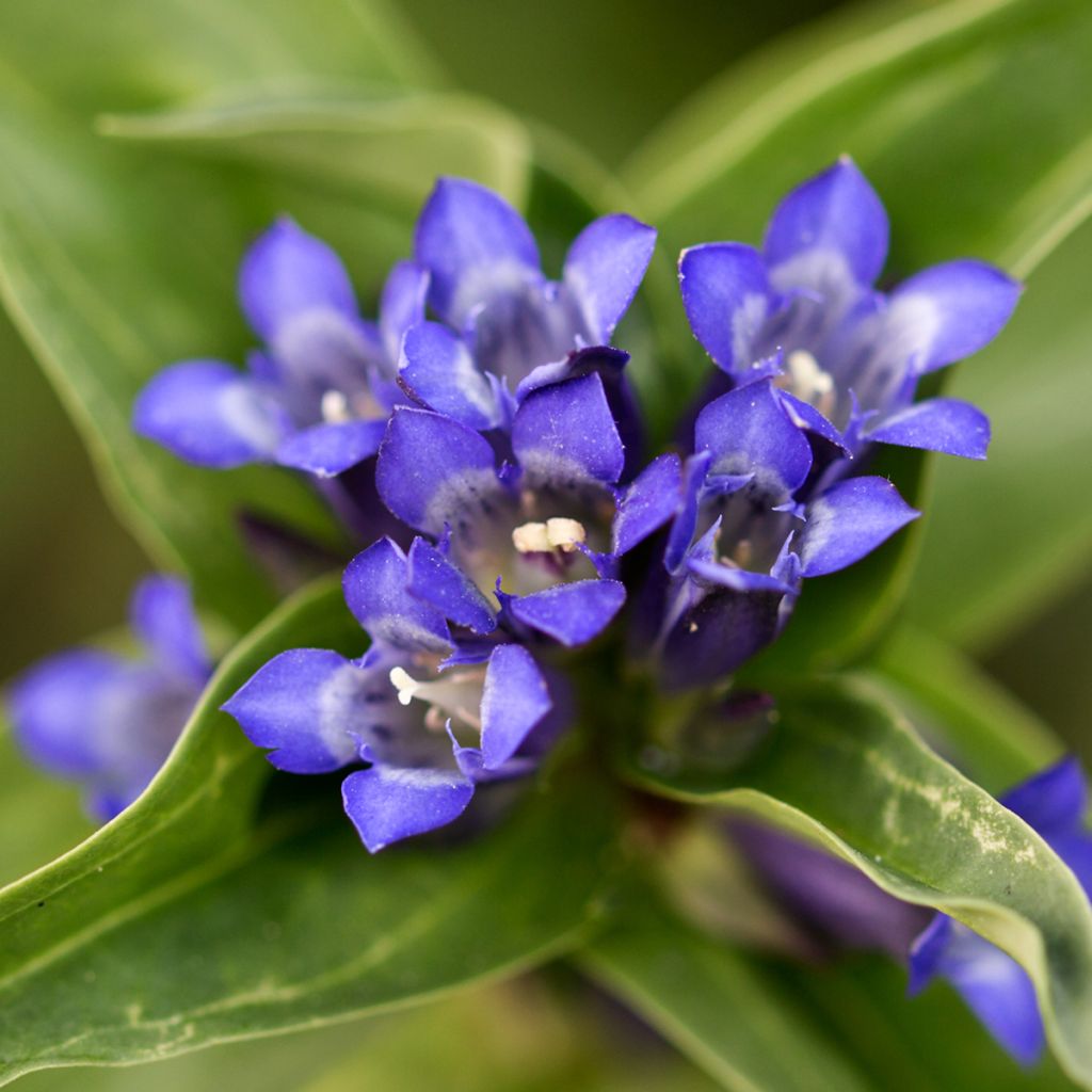 Gentiana cruciata