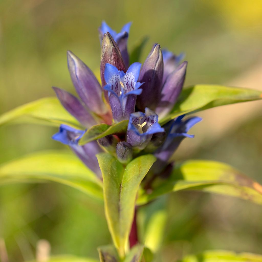 Gentiana cruciata