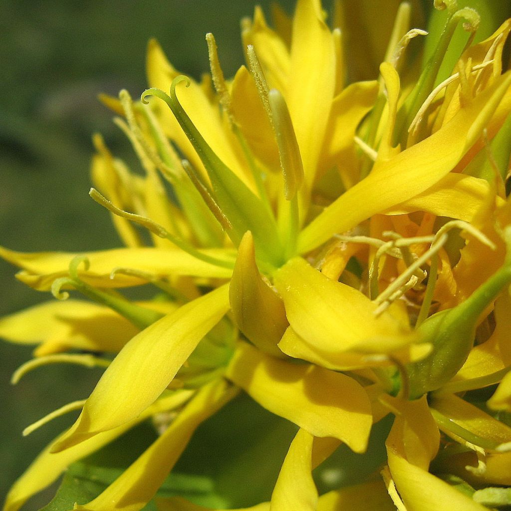 Gentiana lutea