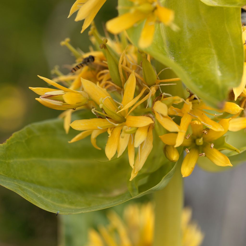 Gentiana lutea