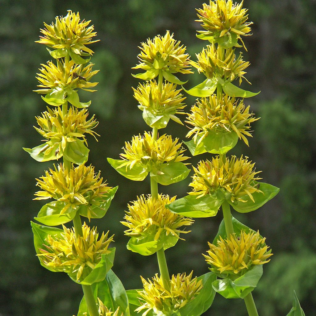 Gentiana lutea