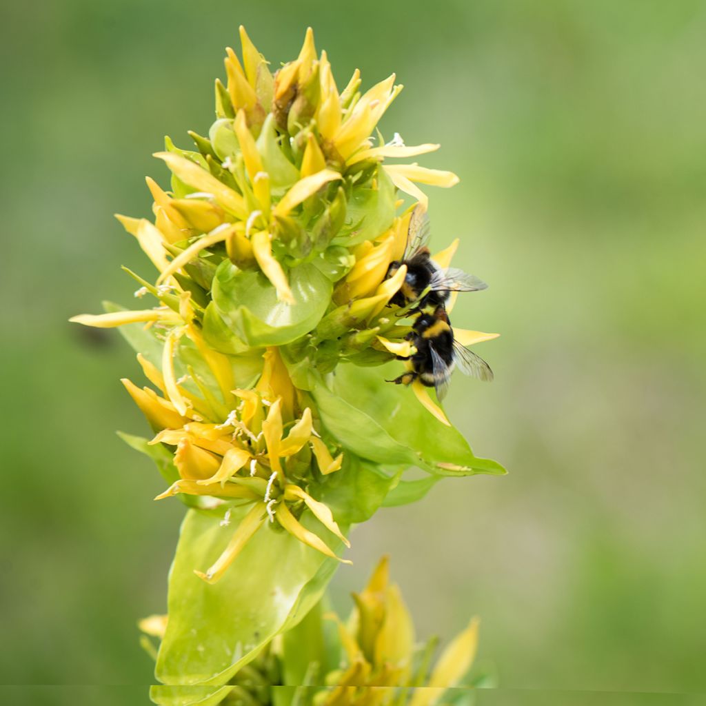 Gentiana lutea