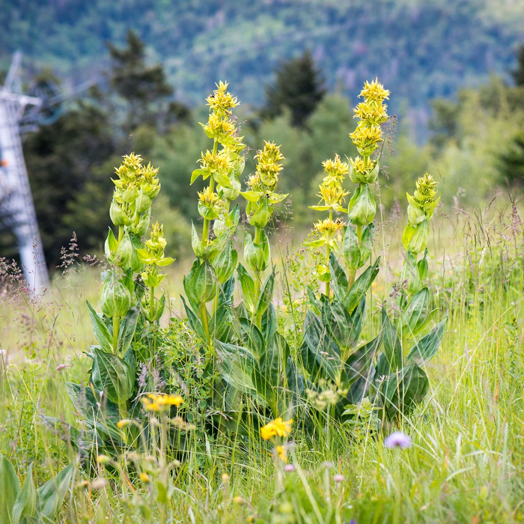 Gentiana lutea