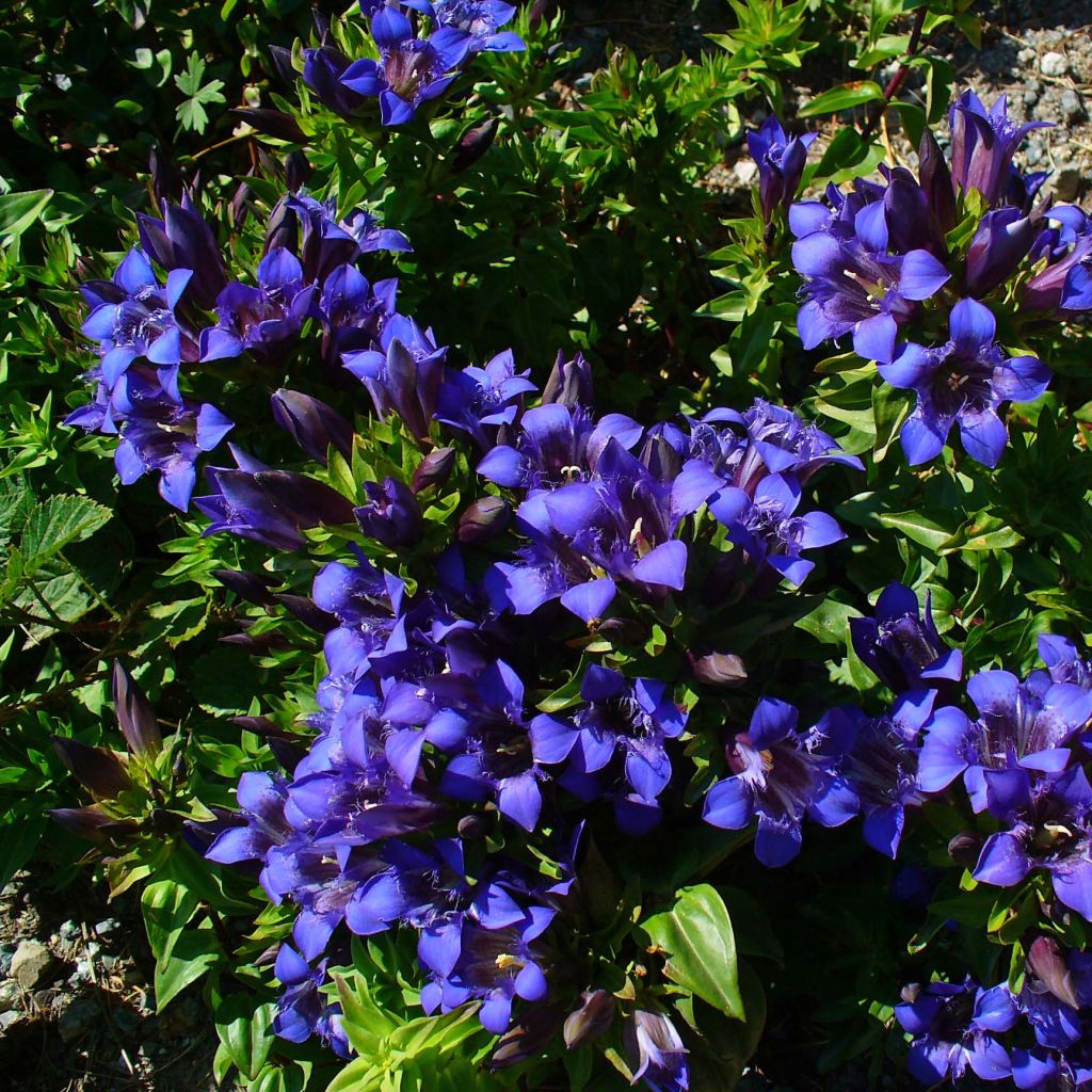 Gentiane septemfida - Gentiana septemfida 