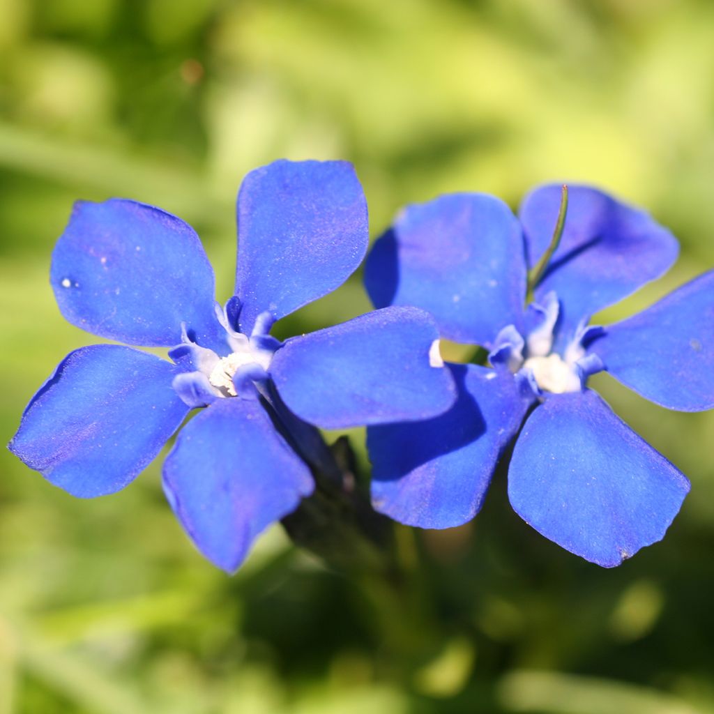 Gentiana verna - Genciana de primavera