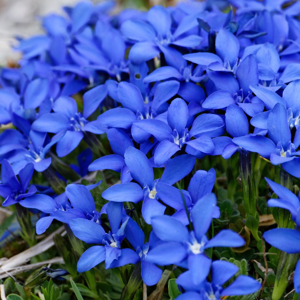 Gentiana verna - Genciana de primavera