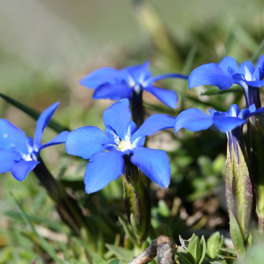 Gentiana verna - Genciana de primavera