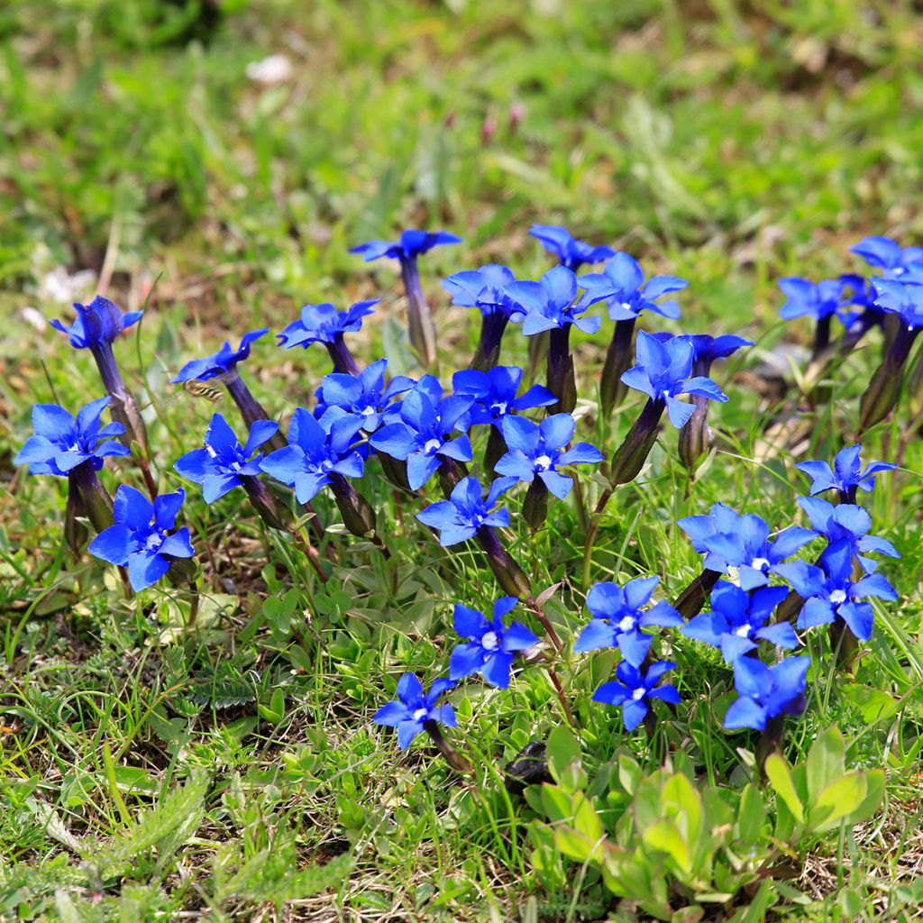 Gentiana verna - Genciana de primavera