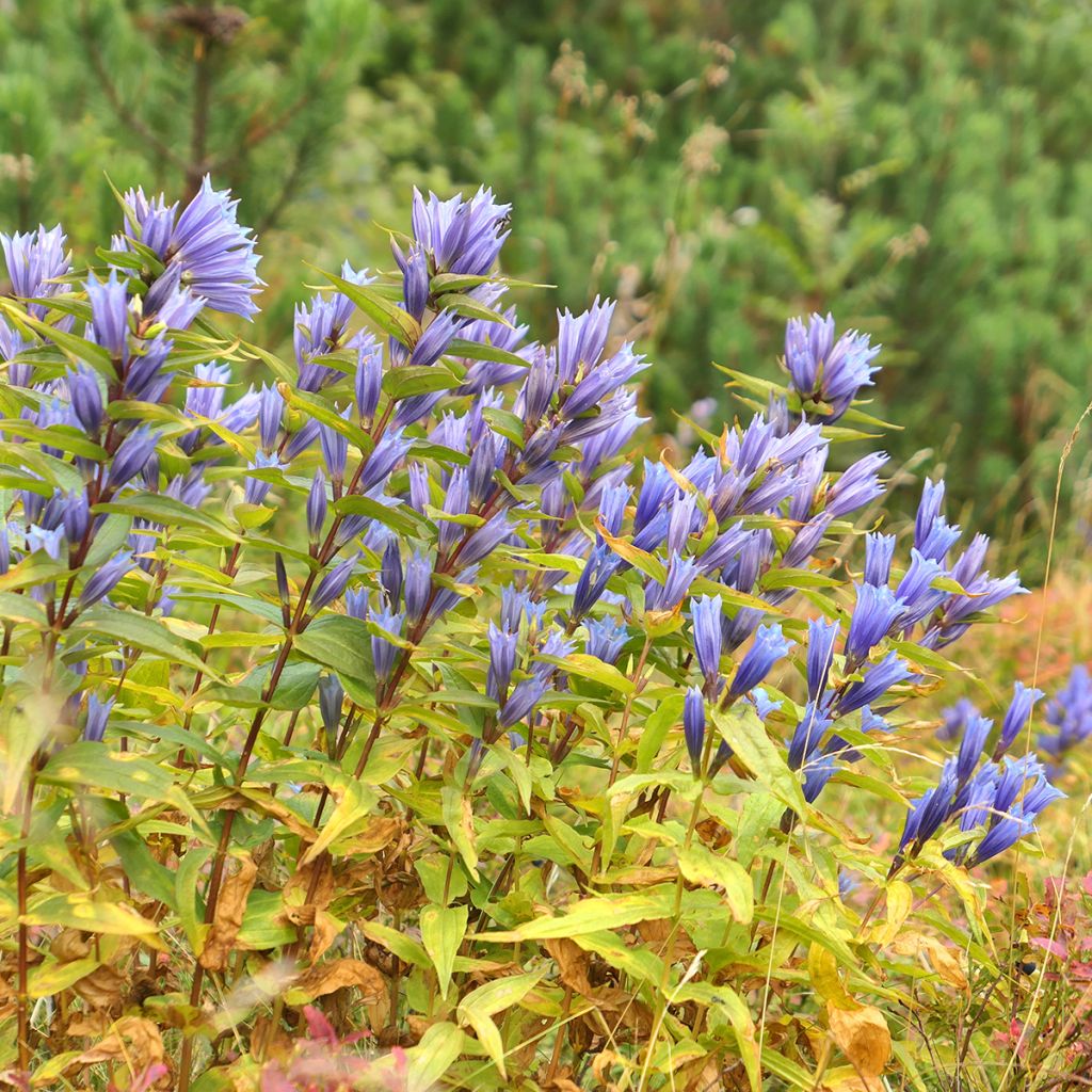 Gentiana asclepiadea