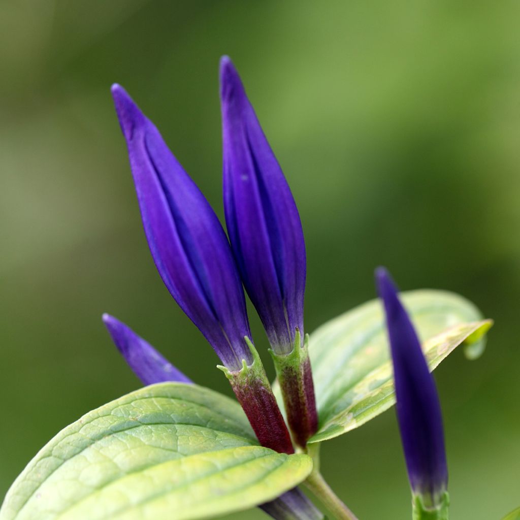 Gentiana asclepiadea