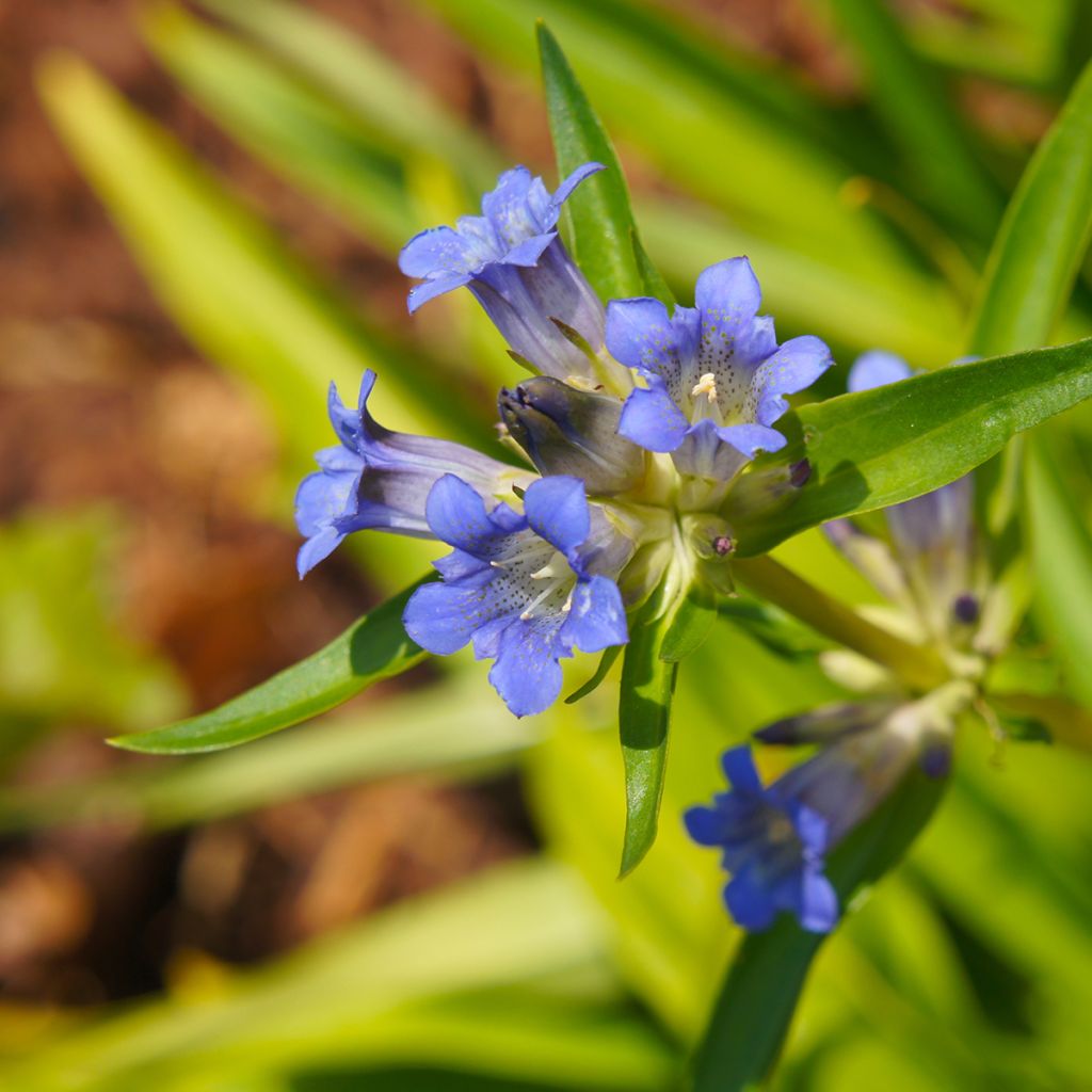 Gentiana dahurica