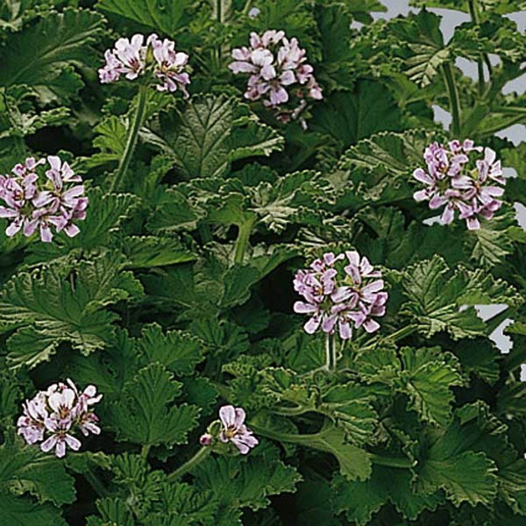 Geranio Attar of Roses- Pelargonium