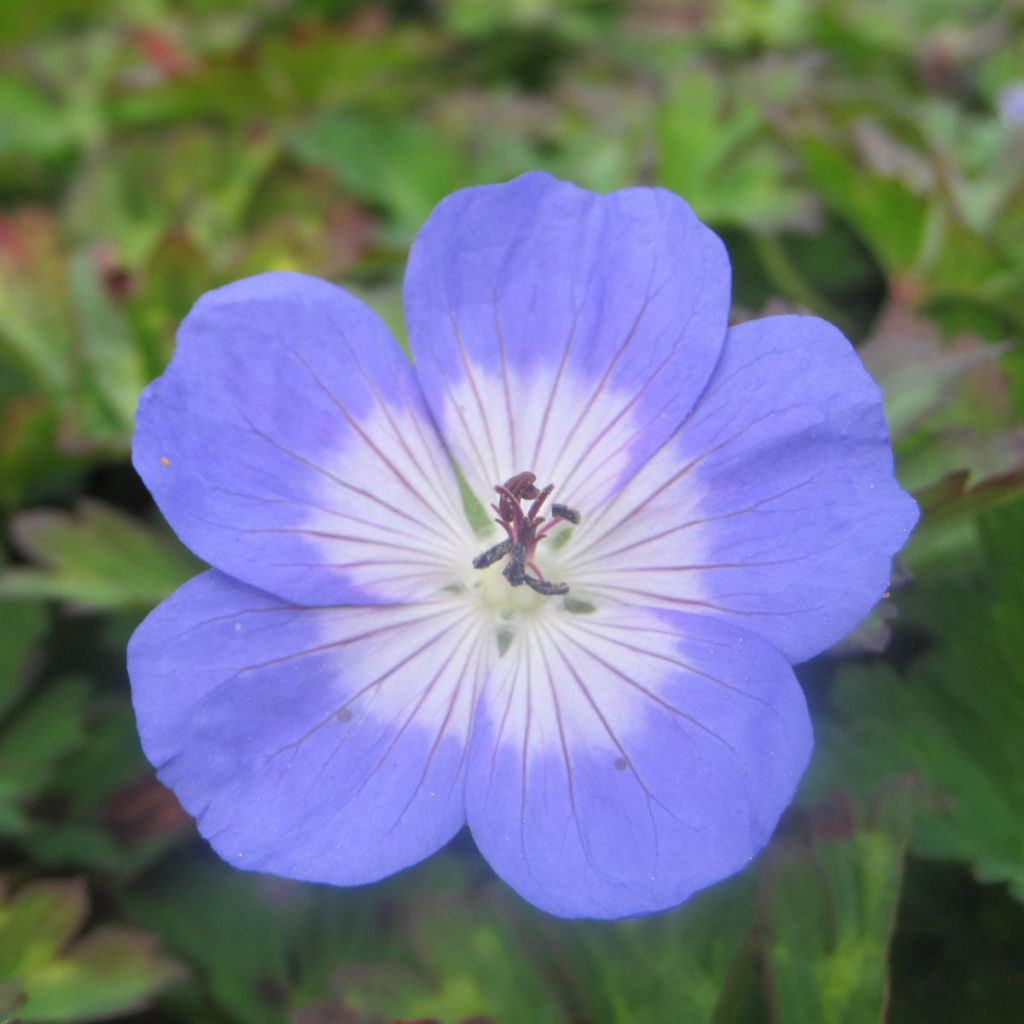 Géranium vivace Azure Rush