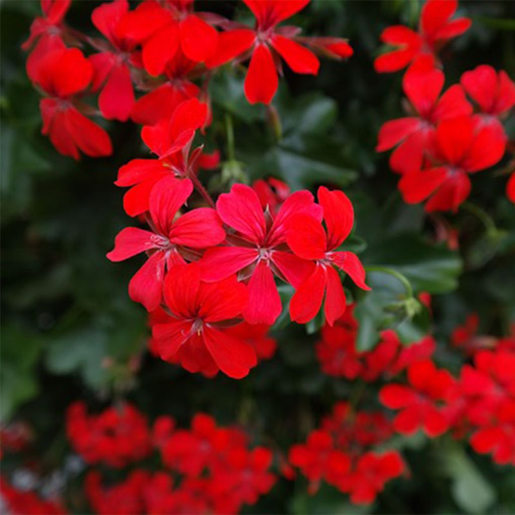 Geranium Balcon Red - Pelargonium peltatum