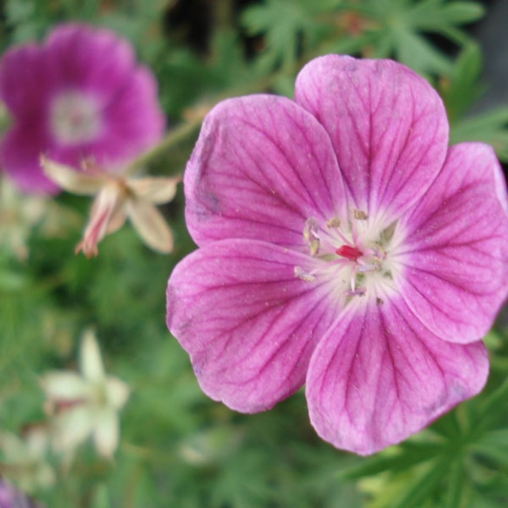 Geranio de sangre Elke - Geranium sanguineum