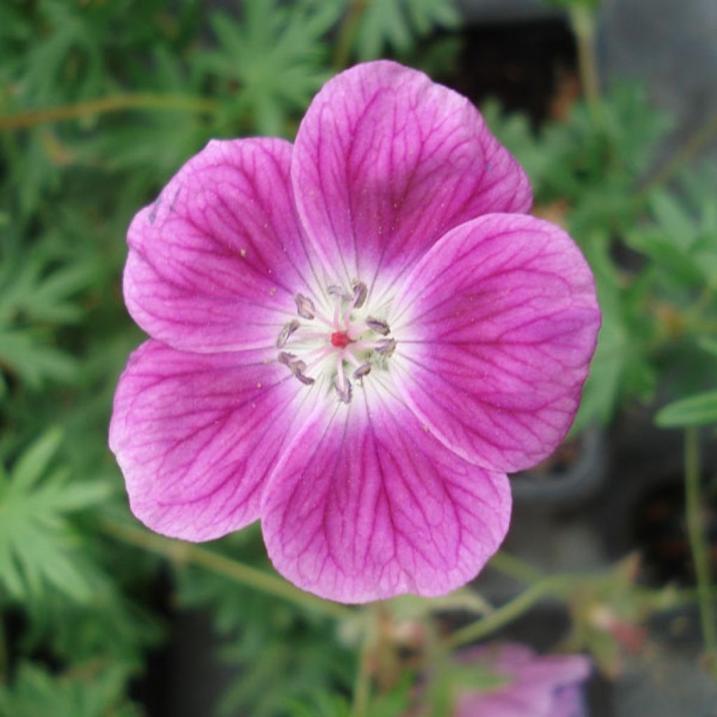 Geranio de sangre Elke - Geranium sanguineum