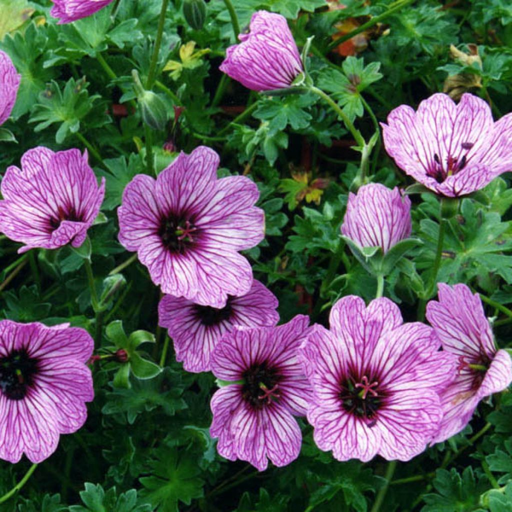 Geranium cinereum Ballerina - Géranium cendré