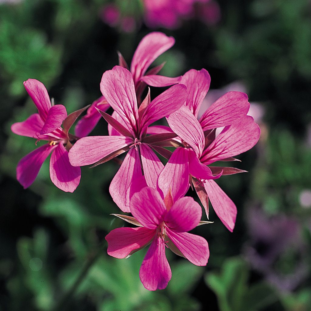 Geranio Balcon Lilas, Lila - Gitanilla