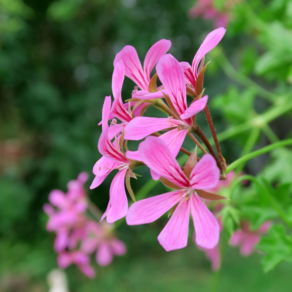 Geranio Balcon Lilas, Lila - Gitanilla