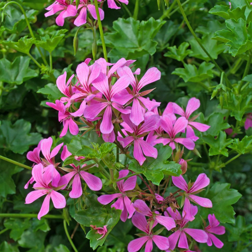 Geranio Balcon Lilas, Lila - Gitanilla