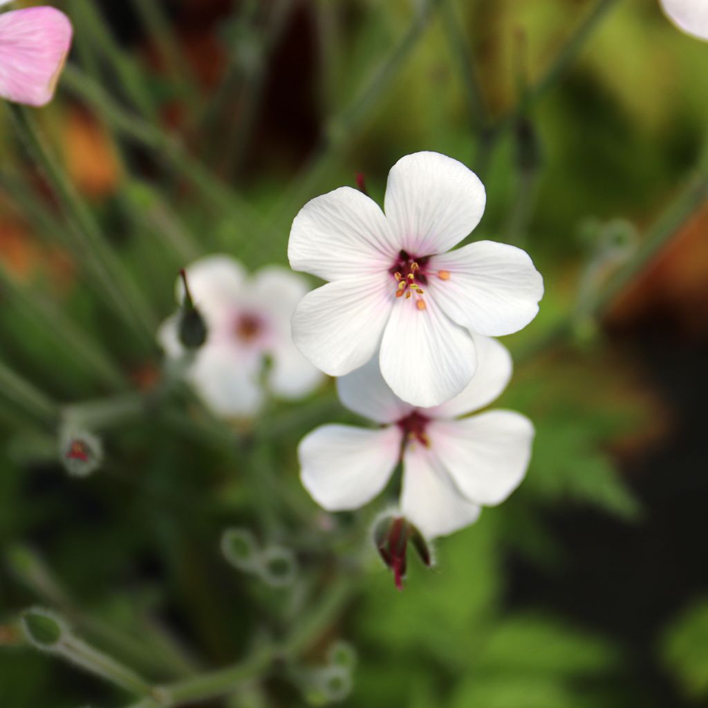 Geranio de Madeira Blanca - Geranium maderense Album