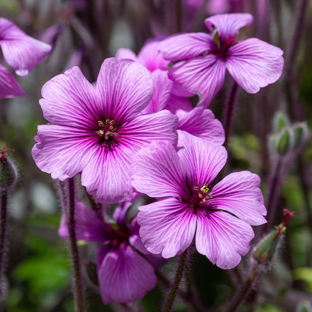 Geranio de Madeira - Geranium maderense