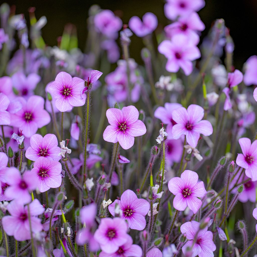 Geranio de Madeira - Geranium maderense