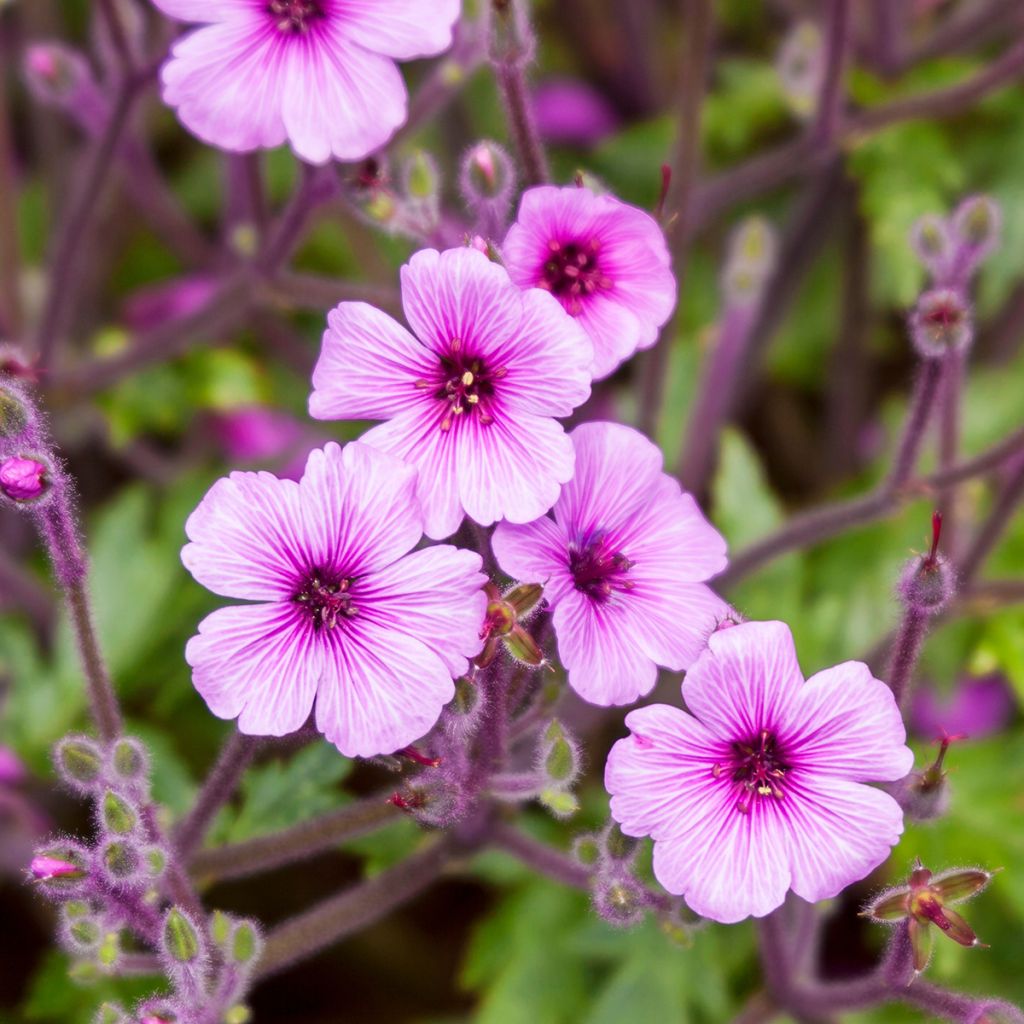 Geranio de Madeira - Geranium maderense