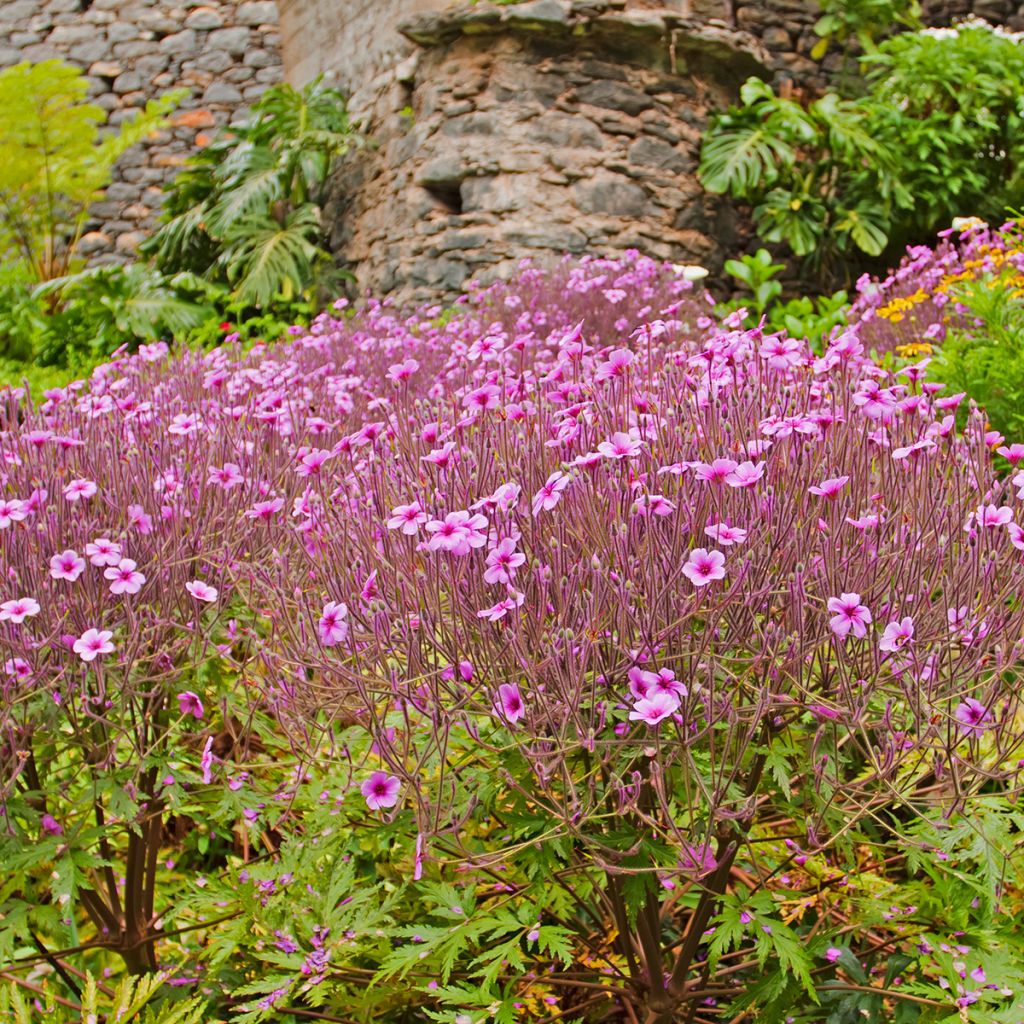 Geranio de Madeira - Geranium maderense