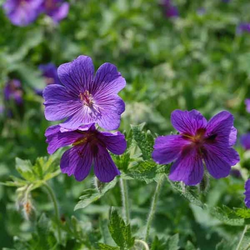 Géranium vivace magnificum