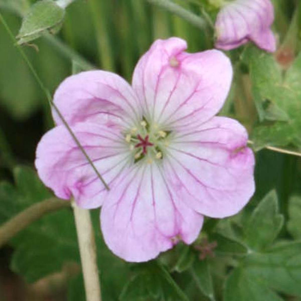 Géranium vivace Mavis Simpson - Geranium riversleaianum