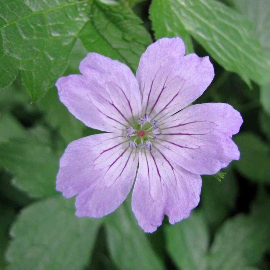 Geranium vivace nodosum Simon - Géranium noueux