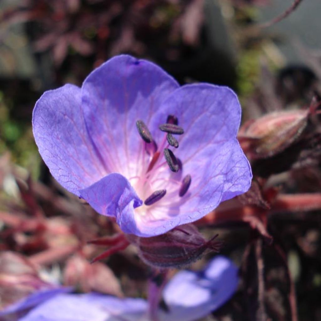 Géranium vivace pratense Midnight Reiter