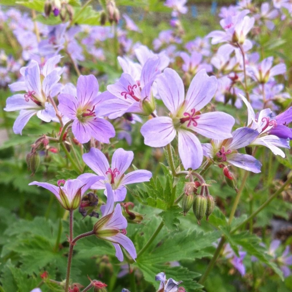 Geranium vivace Prélude