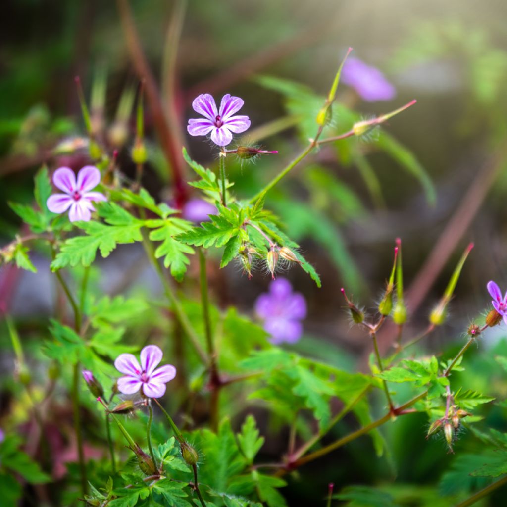 Geranium robertianum - Géranium Herbe à Robert