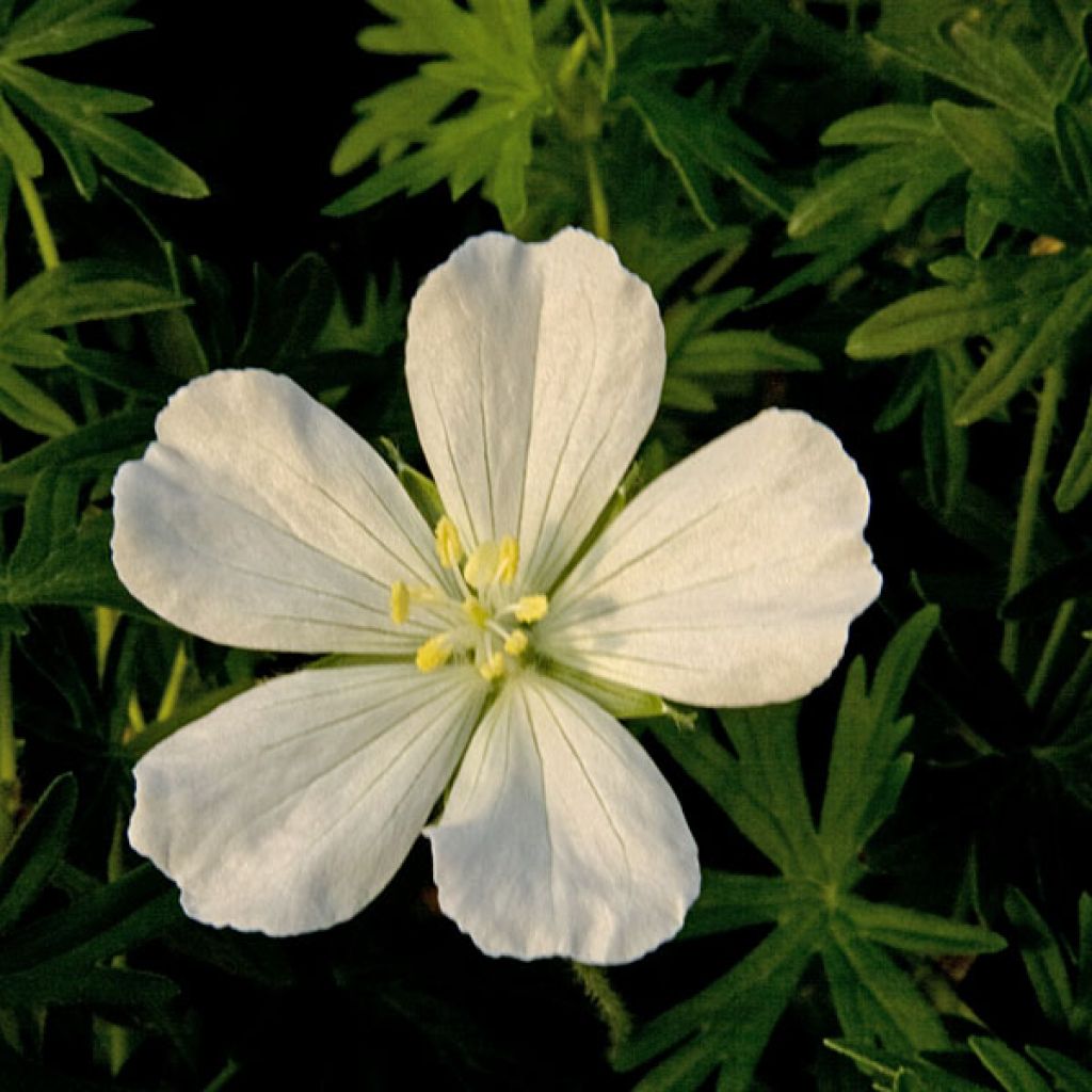 Geranio de sangre Album - Geranium sanguineum