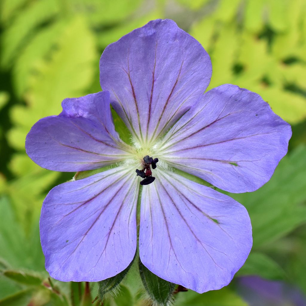 Géranium vivace Alaska