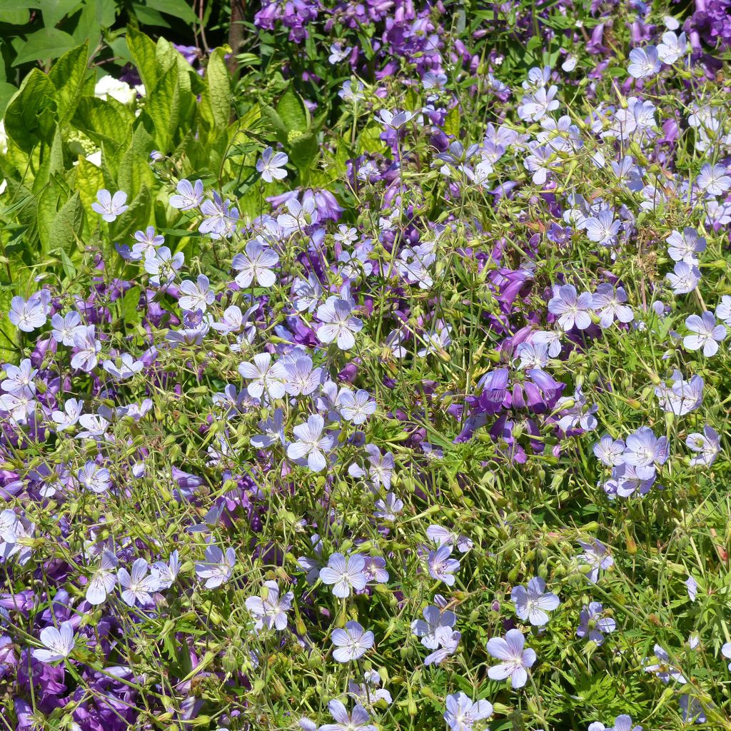 Geranium vivace Blue Cloud - Géranium vivace hybride bleu-gris pâle