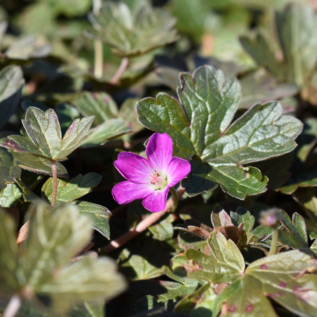 Geranio oxonianum Orkney Cherry - Geranio vivaz