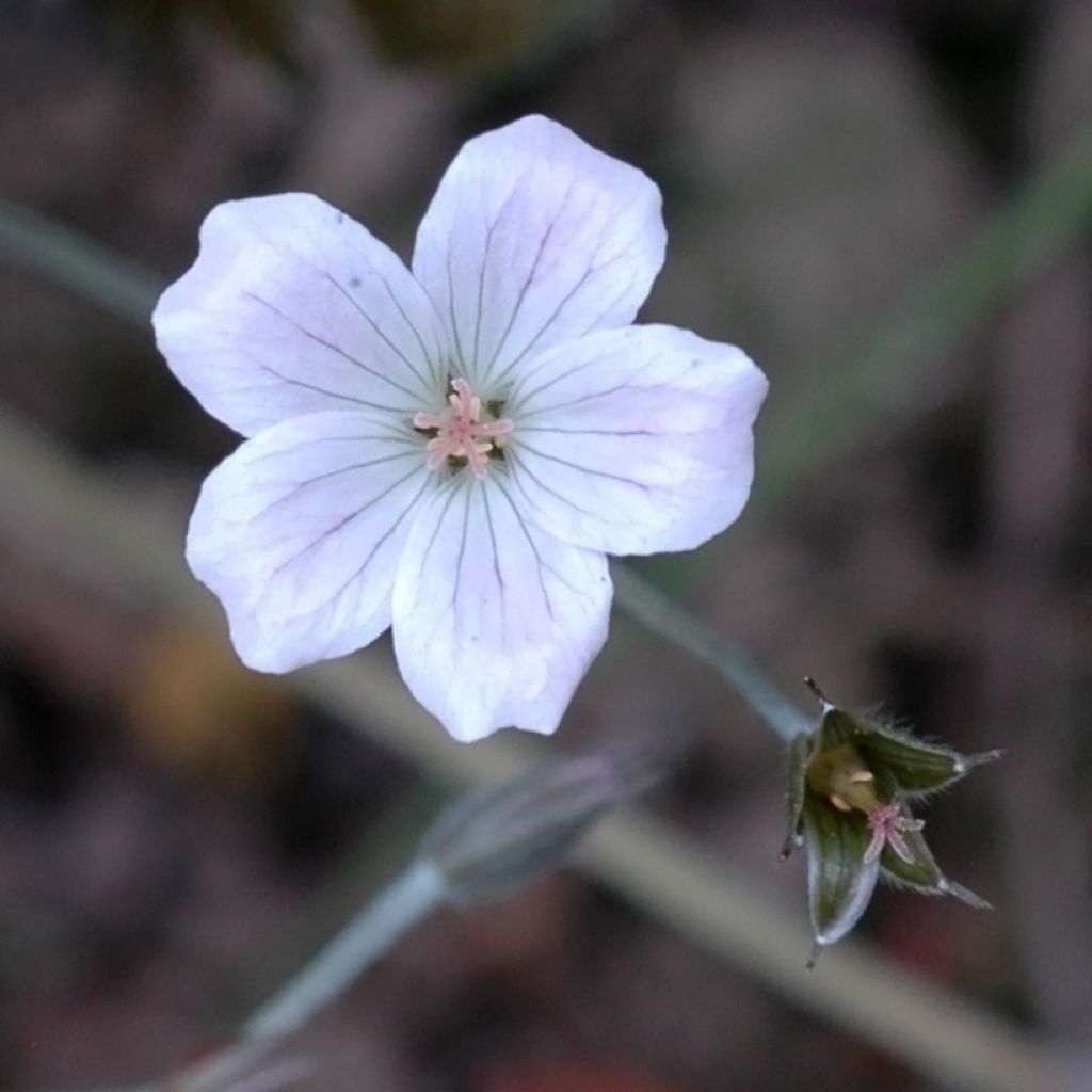 Géranium vivace Rothbury Red