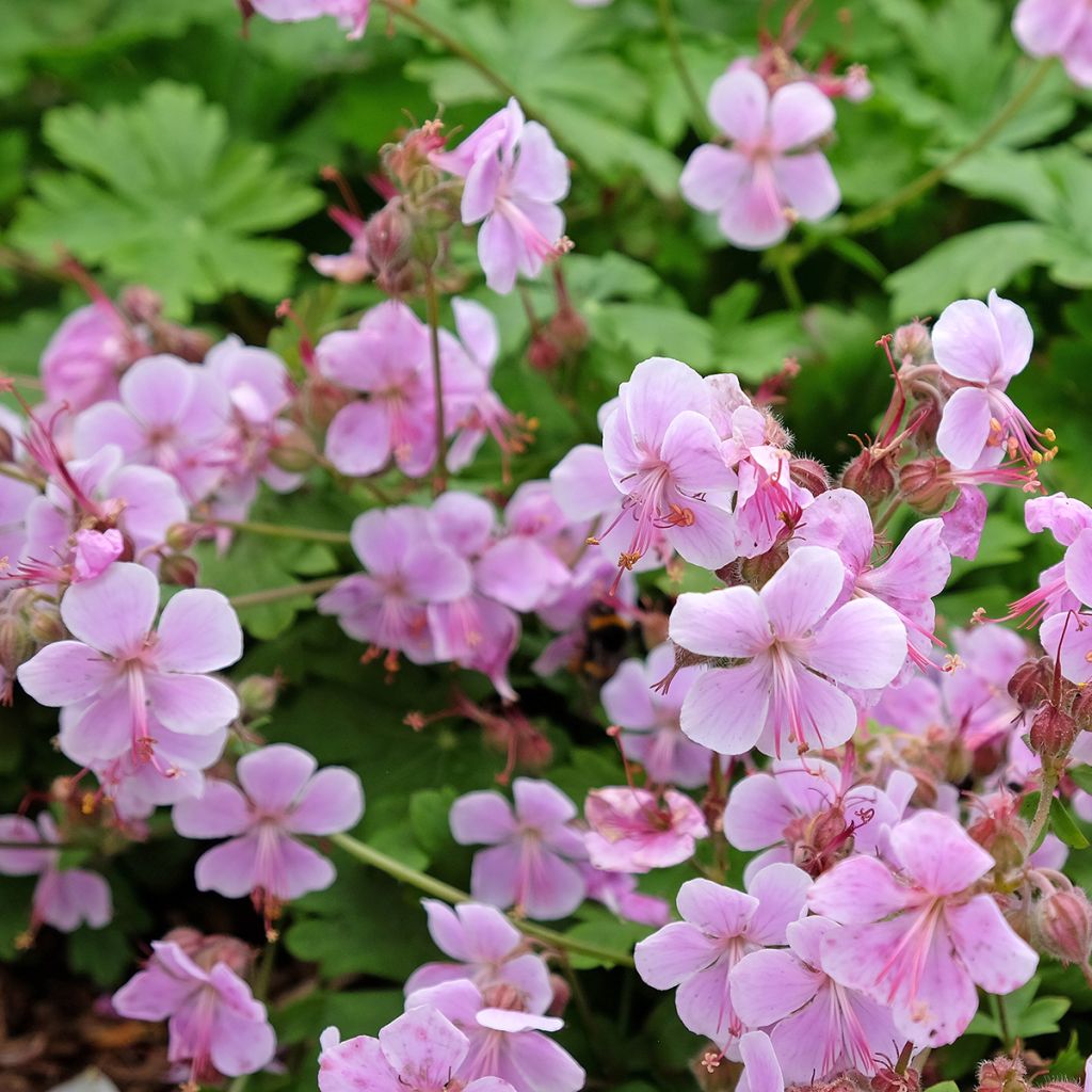 Geranium vivace cantabrigiense Hanne 