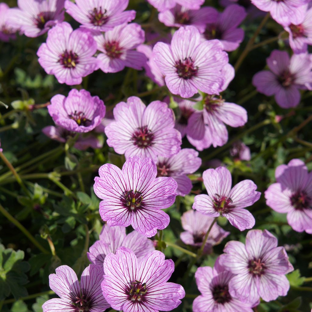 Geranium cinereum Ballerina - Geranio vivaz