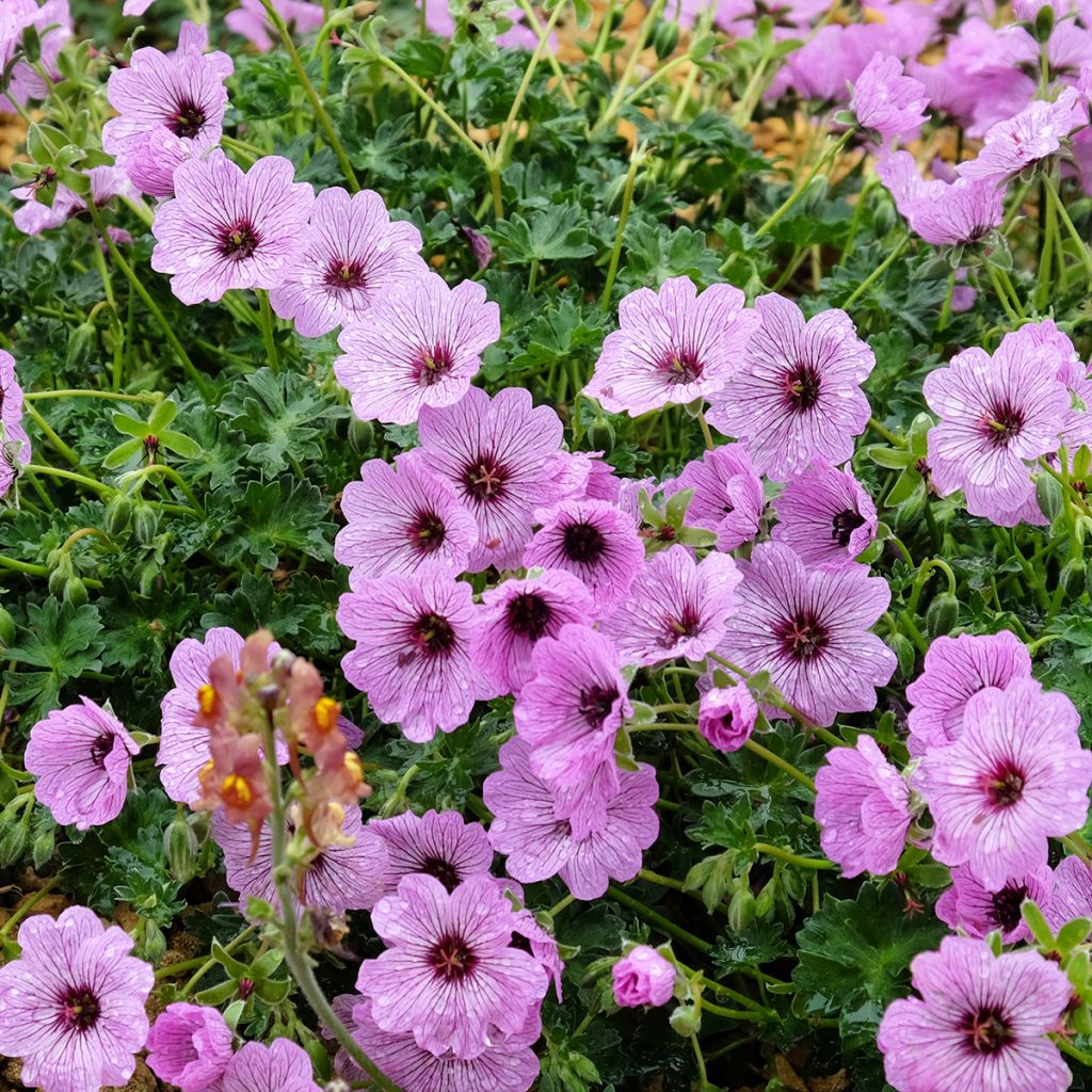 Geranium cinereum Ballerina - Geranio vivaz