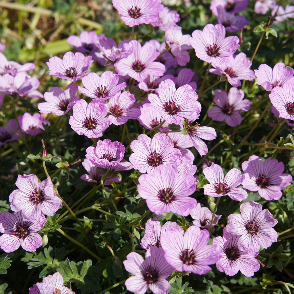 Geranium cinereum Ballerina - Geranio vivaz