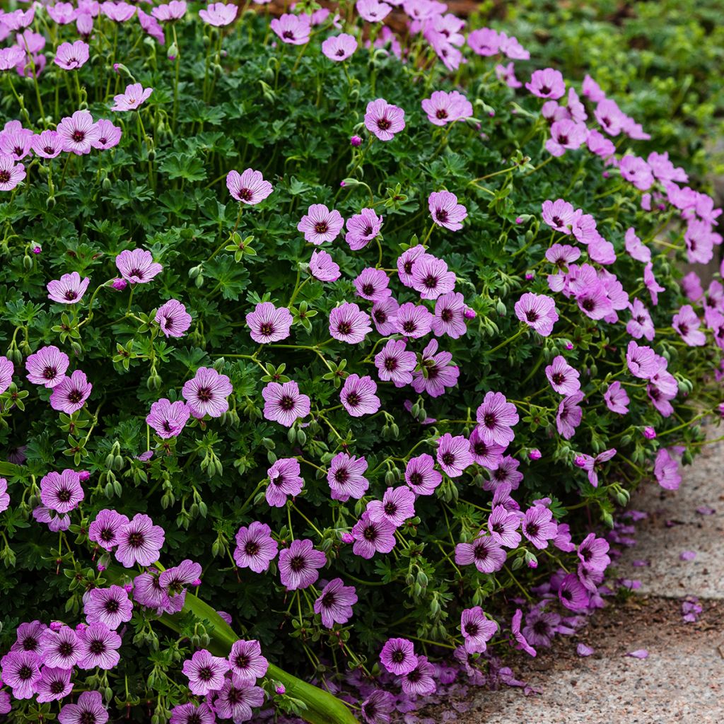 Geranium cinereum Ballerina - Geranio vivaz