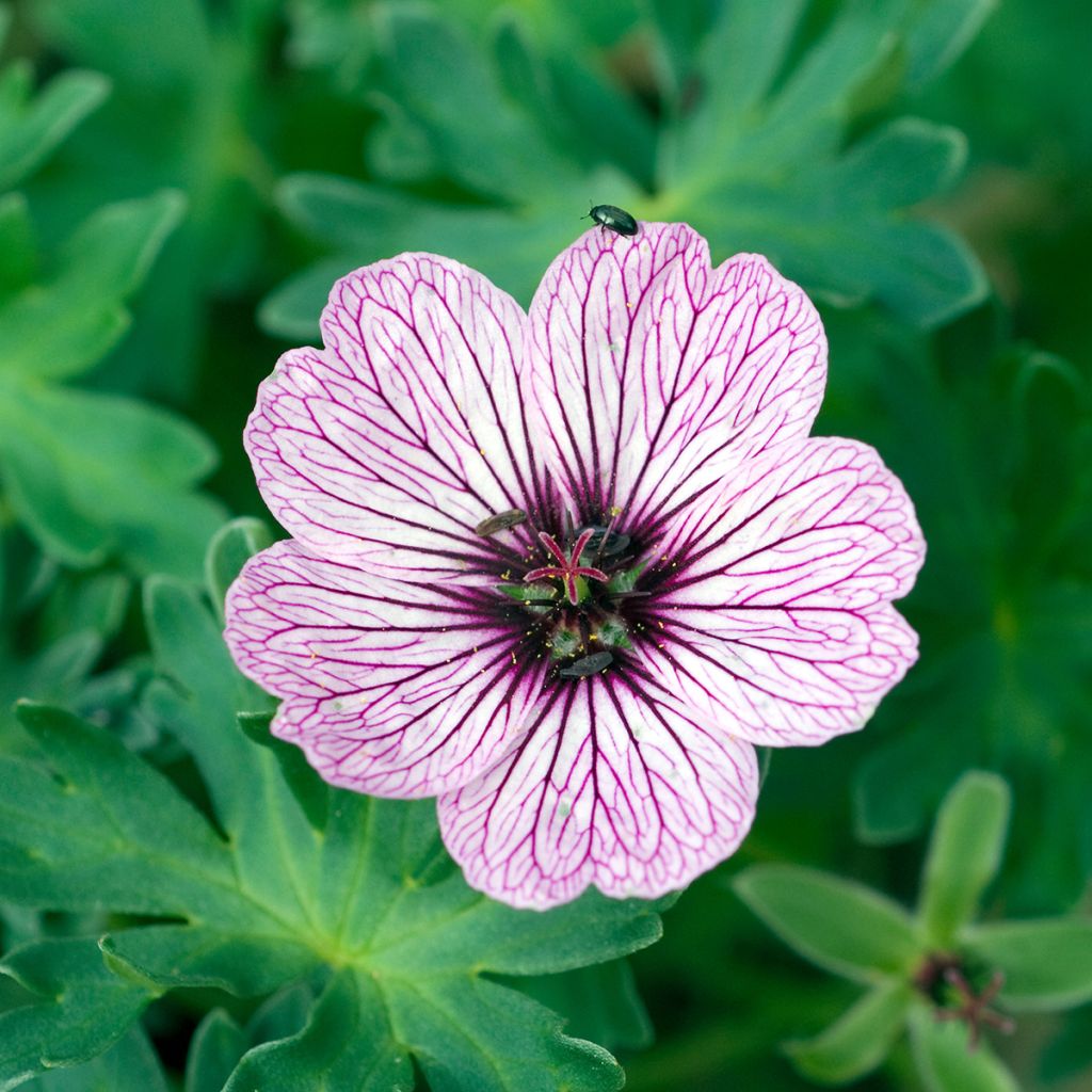 Geranium cinereum Ballerina - Geranio vivaz