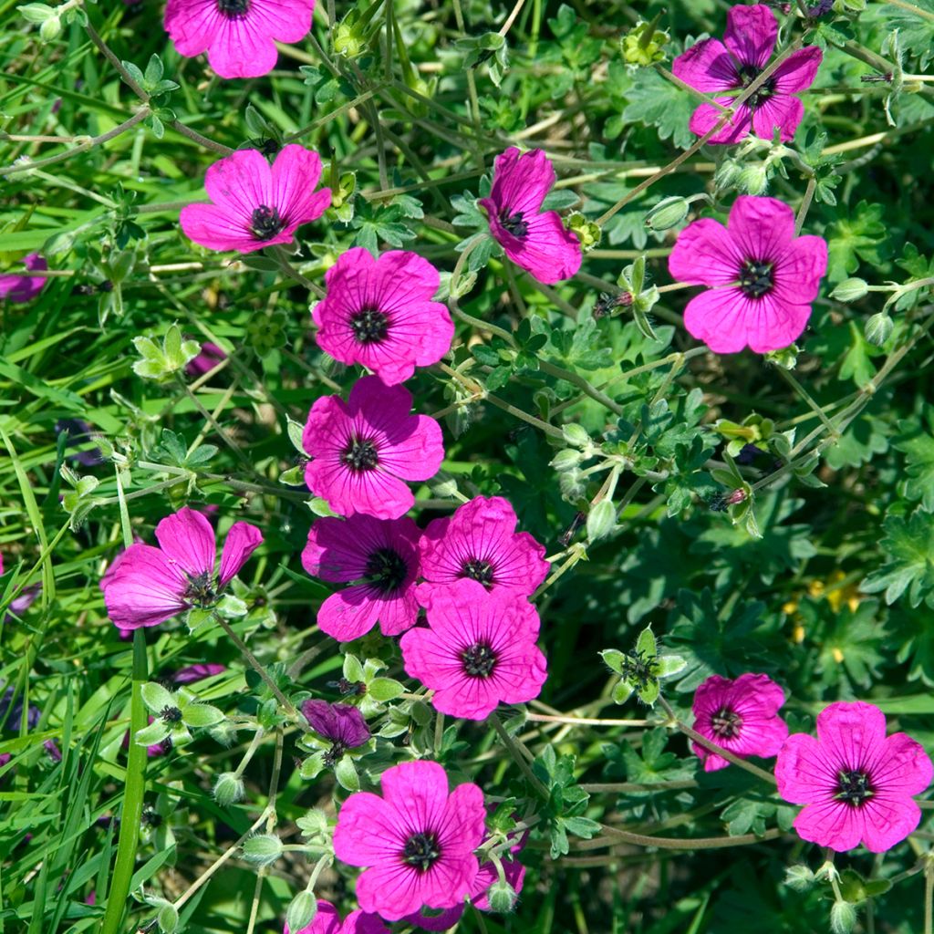 Geranio cinereum v. subcaulescens Giuseppii - Geranio vivaz