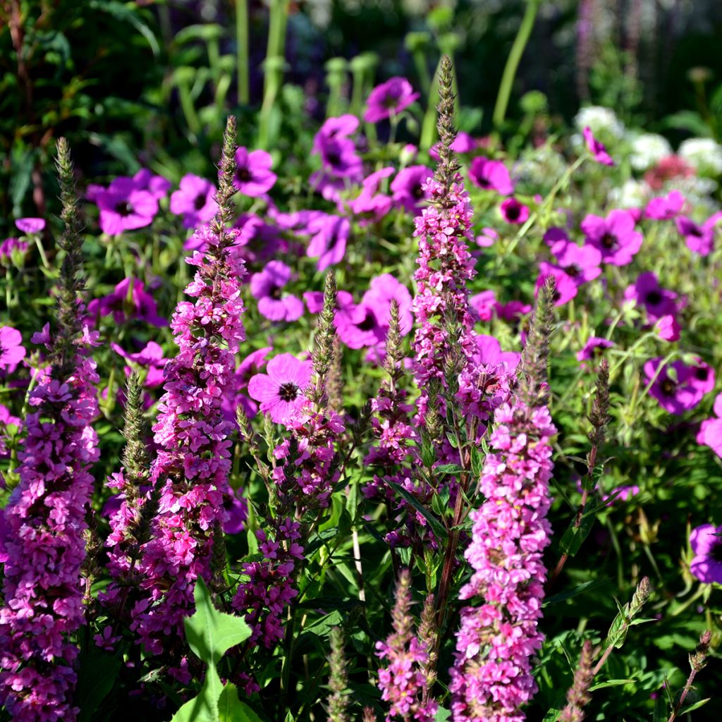 Geranio cinereum v. subcaulescens - Geranio vivaz