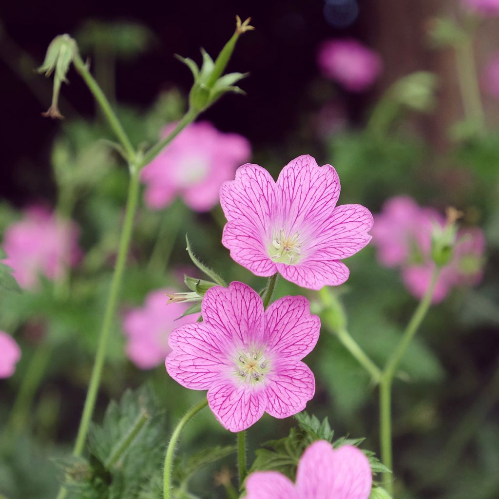 Geranio endressii Wargrave Pink - Geranio vivaz